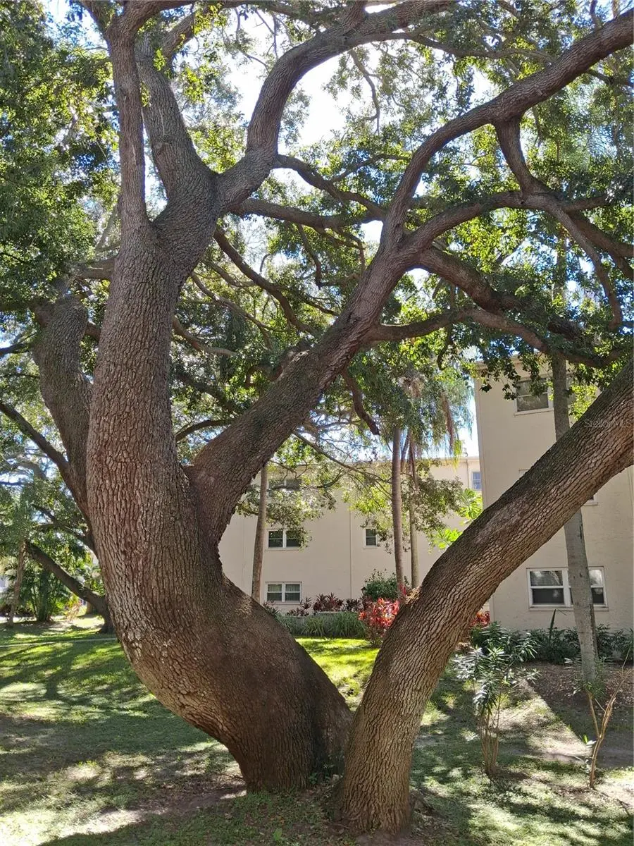 831 MAPLE COURT #103, DUNEDIN, FL, photo 8 of 13